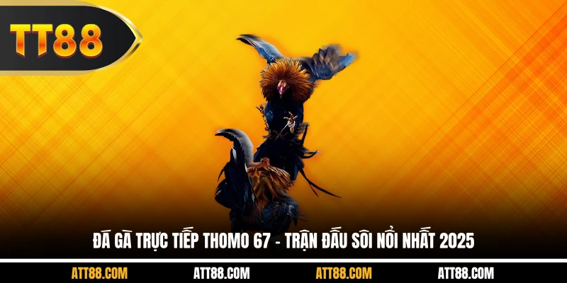 Đá Gà Trực Tiếp Thomo 67